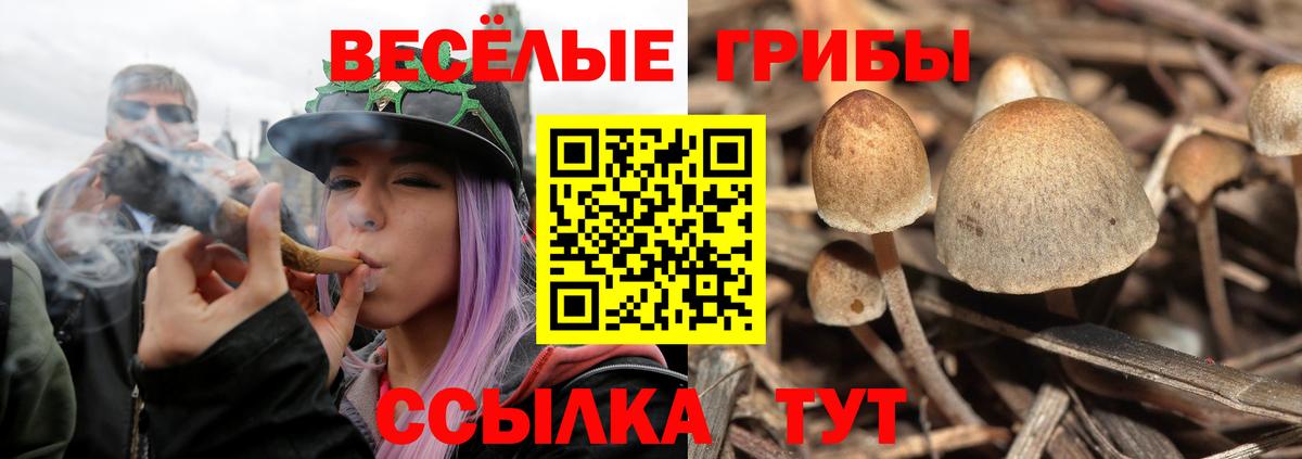 Галлюциногенные грибы Psilocybine cubensis Рязань